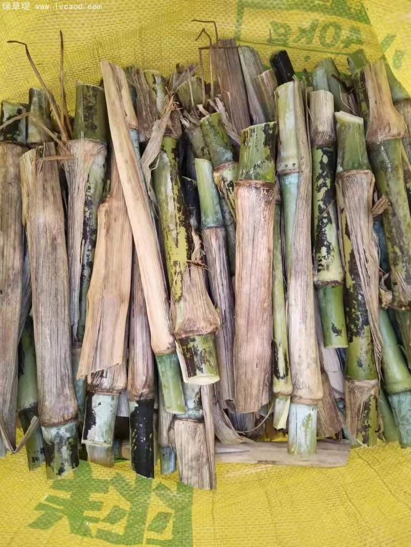 巨菌草種節(jié)