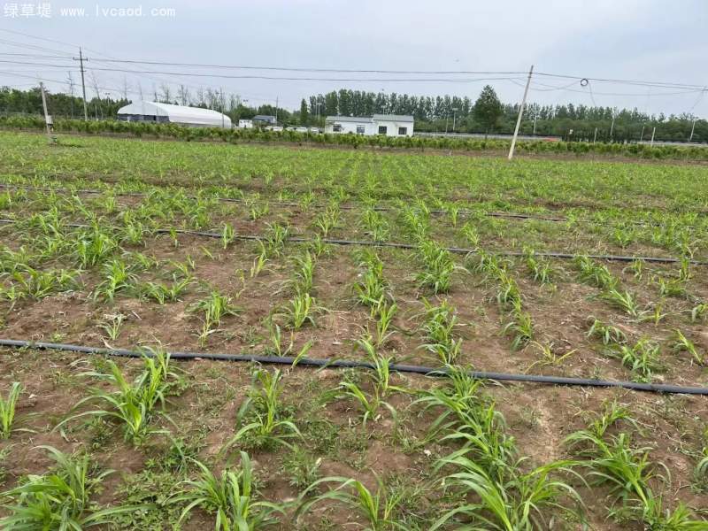 種植巨菌草苗基地