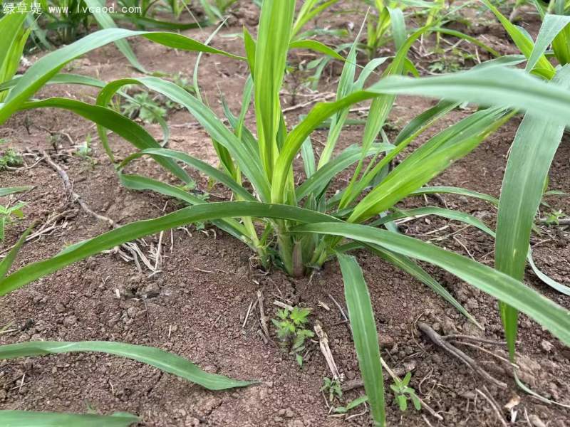 巨菌草種節(jié)