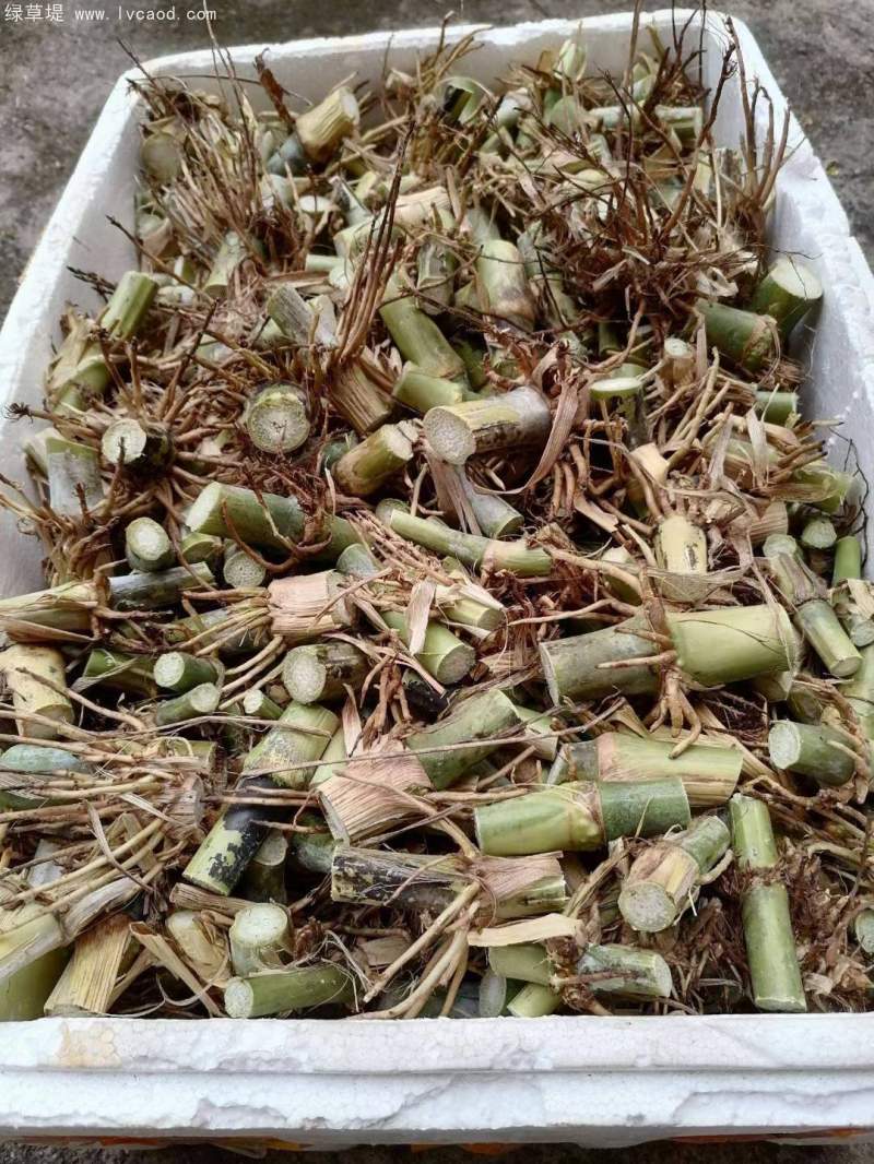 巨菌草種節(jié)