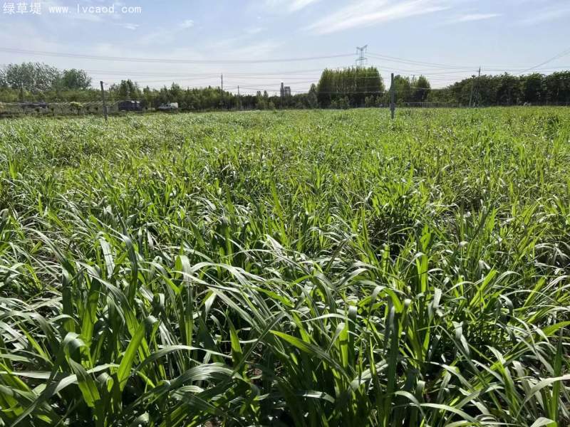 種植巨菌草苗基地