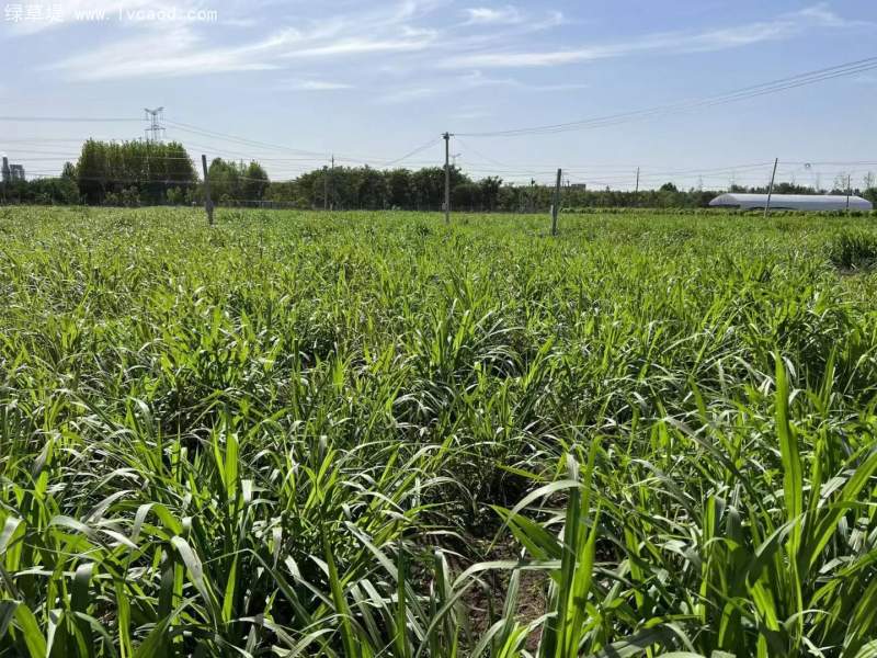 種植巨菌草苗基地
