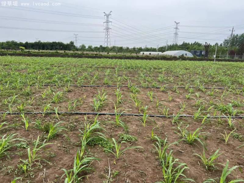 種植巨菌草苗基地
