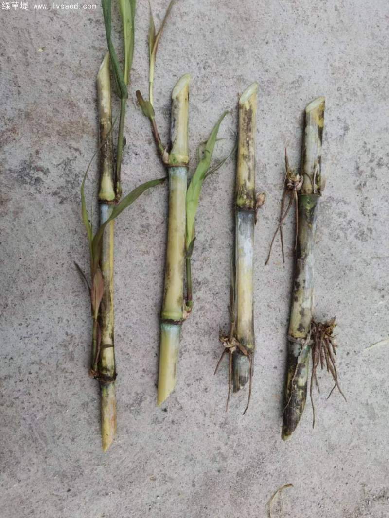 巨菌草種節(jié)