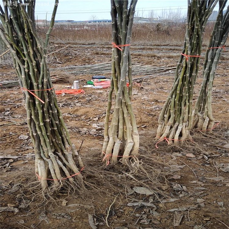 核桃苗秋季起挖的核桃苗