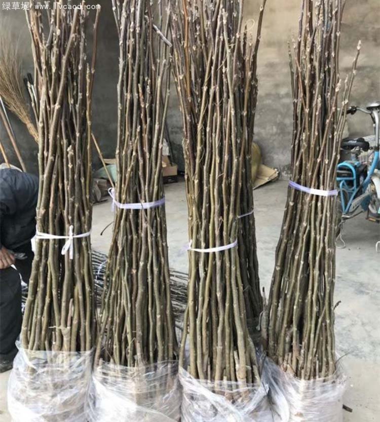 核桃苗秋季起挖的核桃苗零售包裝