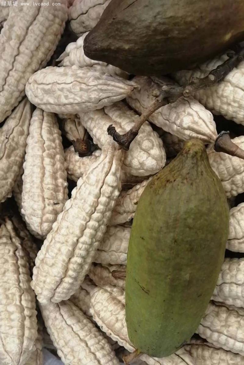 木棉果實(shí)外殼果莢