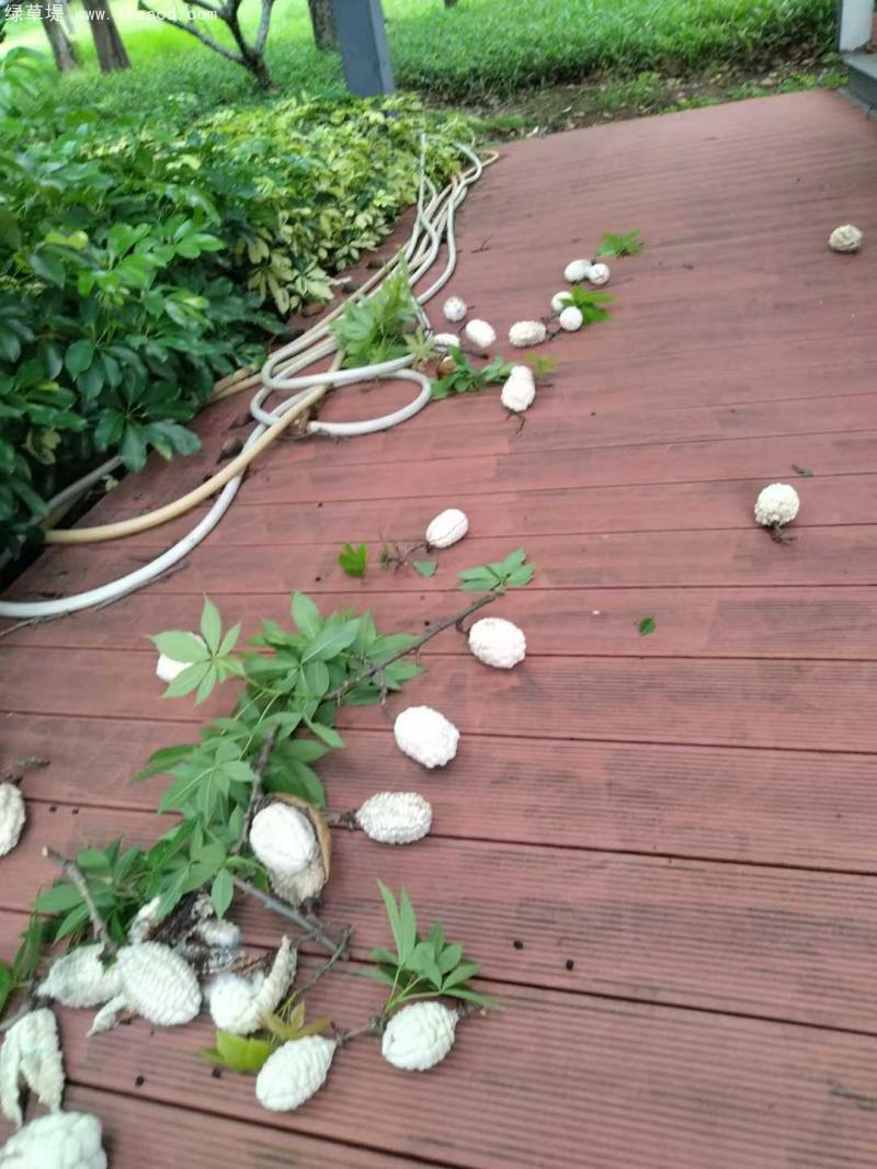 木棉果莢果實(shí)