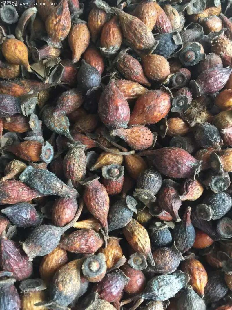 金櫻子果實(shí)