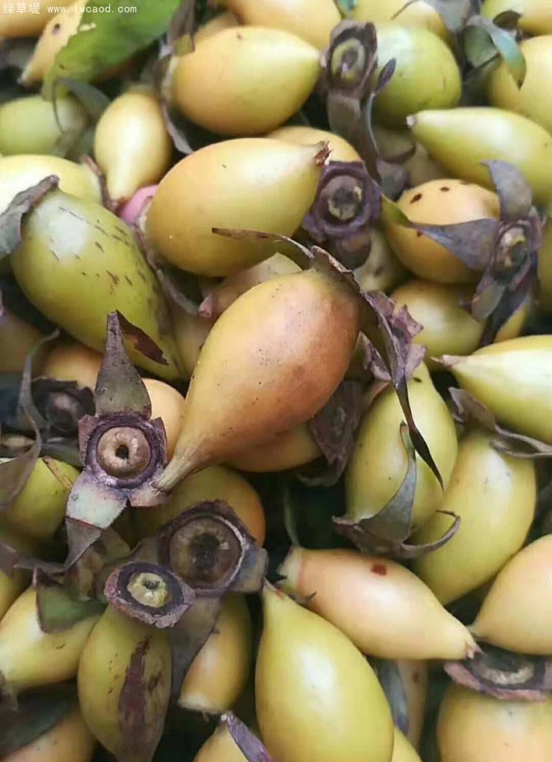 剛采摘的金櫻子果實(shí)