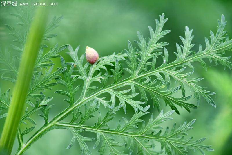 青蒿葉子上的種子