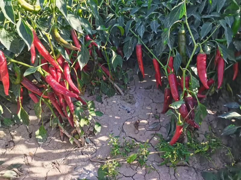 辣椒植株紅色辣椒