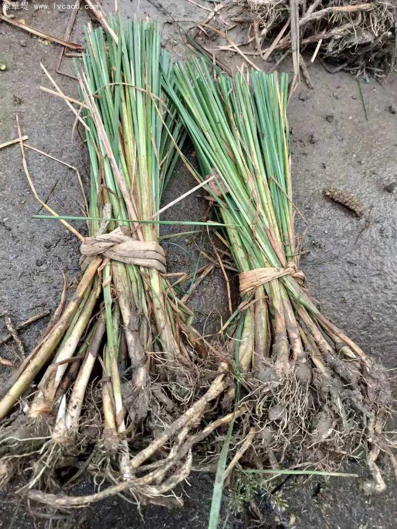 香蒲苗水生植物挺水岸邊