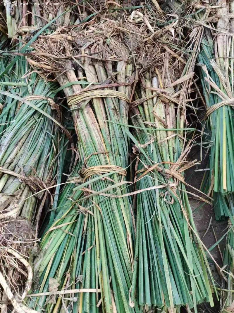 香蒲苗水生植物挺水岸邊