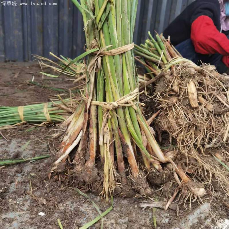香蒲苗水生植物挺水岸邊