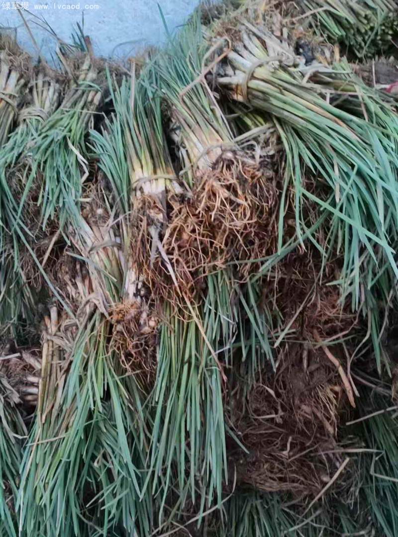 香蒲苗水生植物挺水岸邊