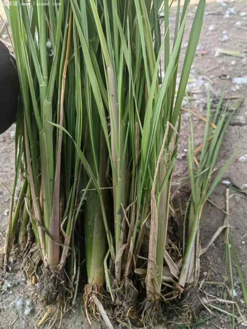 香蒲苗水生植物挺水岸邊