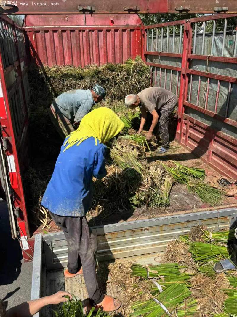 香蒲苗水生植物挺水岸邊