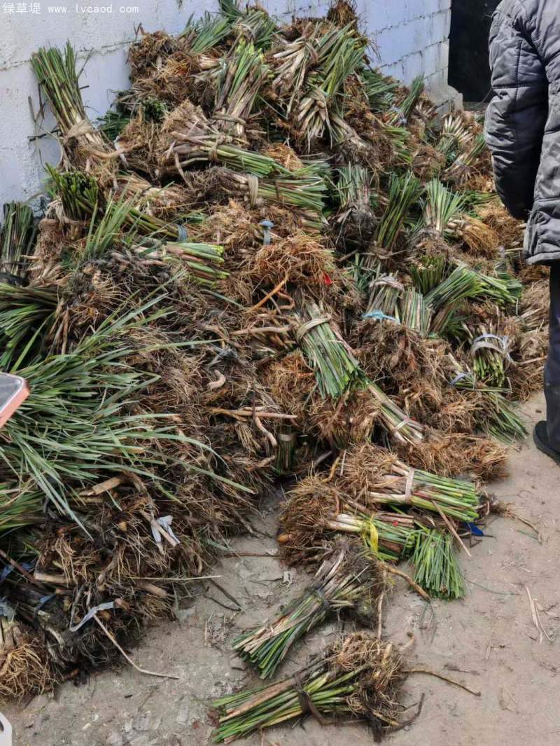 香蒲苗水生植物挺水岸邊
