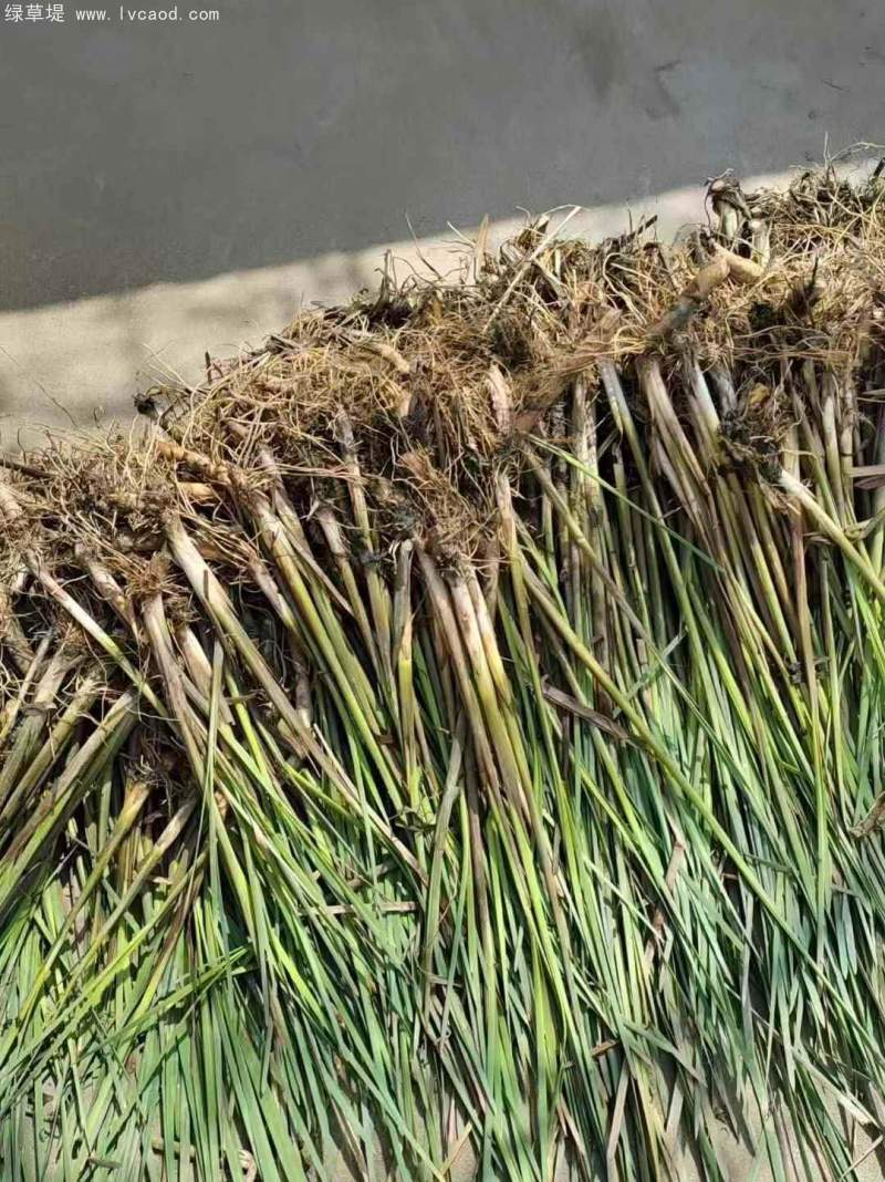 香蒲苗水生植物挺水岸邊