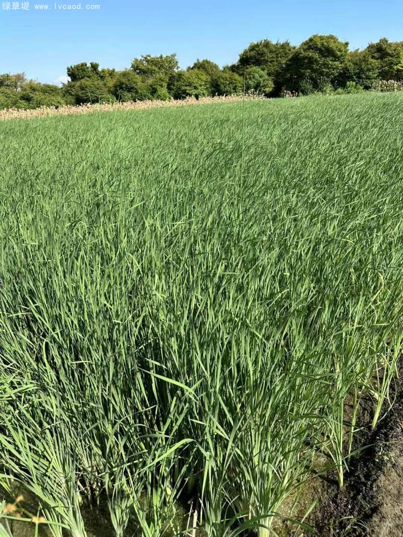 香蒲苗水生植物挺水岸邊
