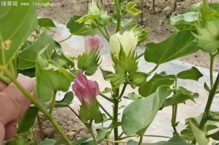 棉花的花朵