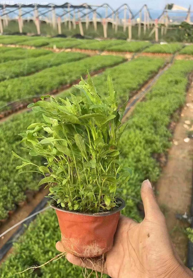 美麗月見草盆栽