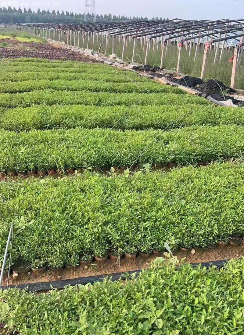 美麗月見草盆栽