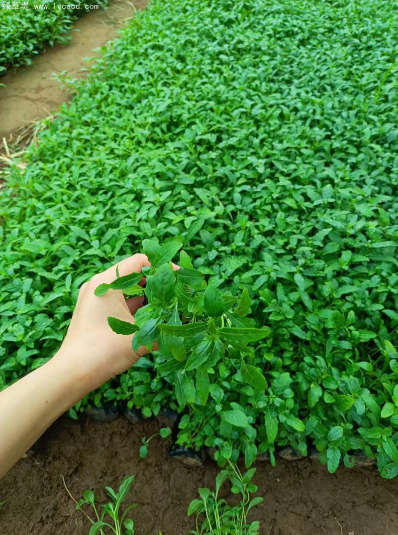 美麗月見草盆栽