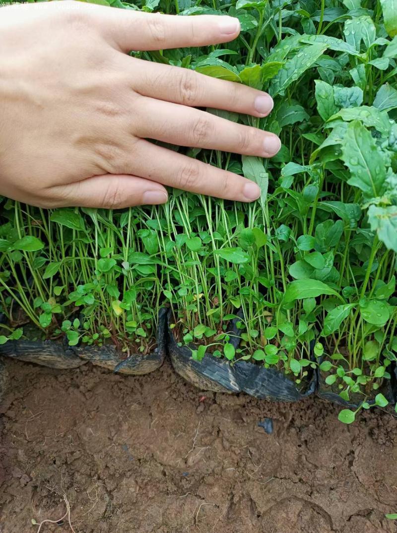 美麗月見草盆栽