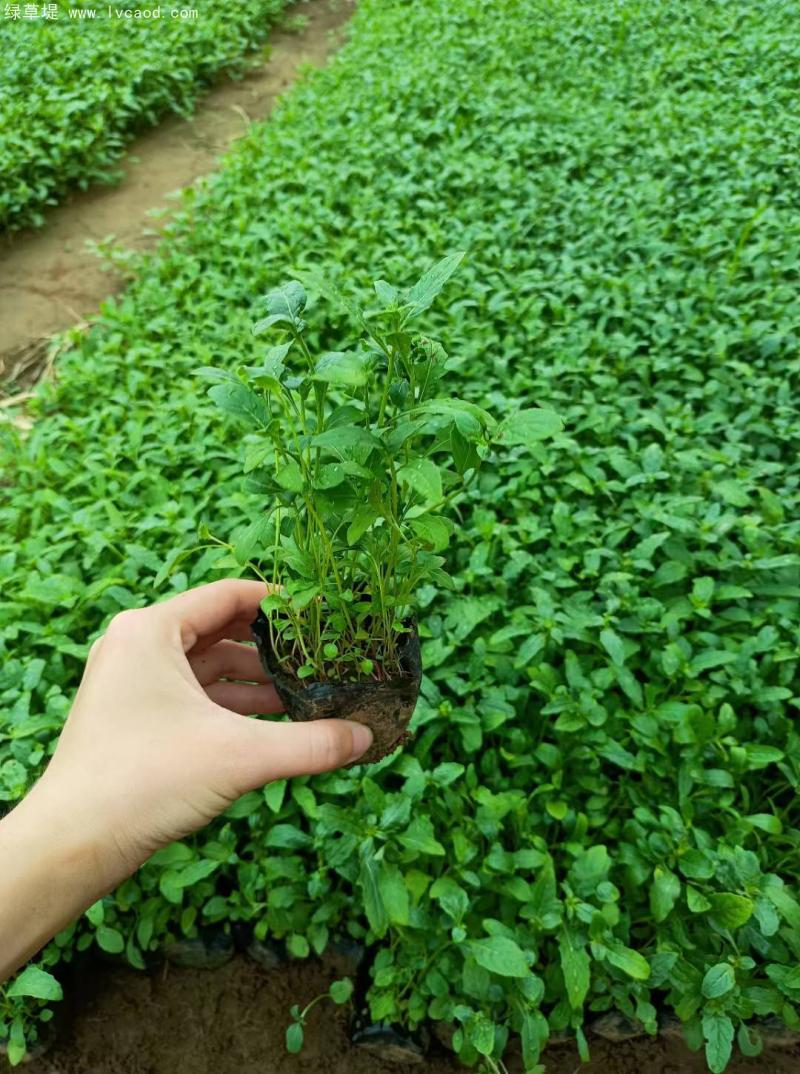 美麗月見草盆栽