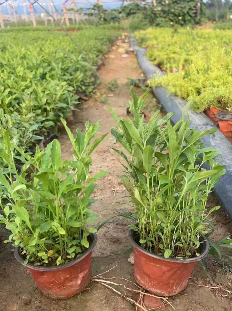 美麗月見草盆栽