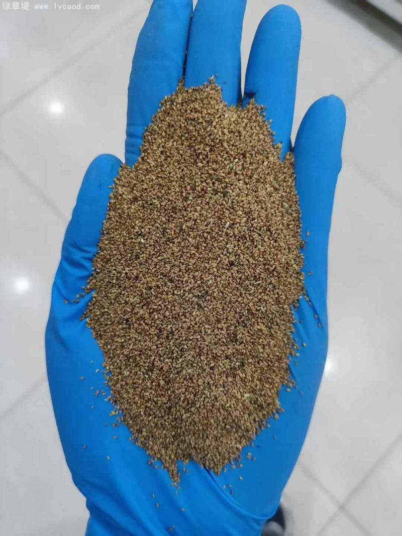 美麗月見草種子