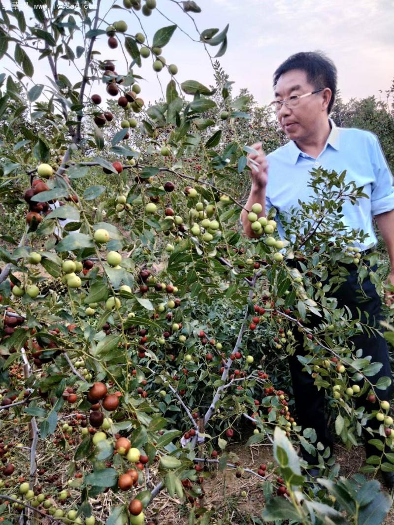 棗樹葉片和枝條果實