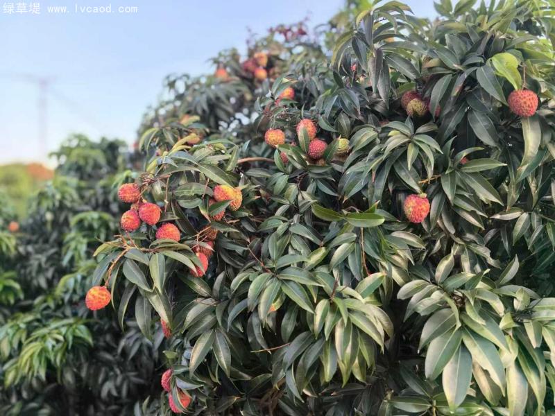 荔枝樹葉和果實(shí)