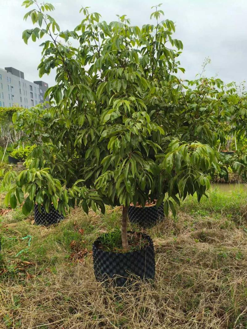 荔枝樹苗