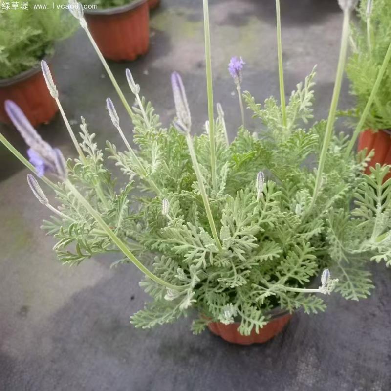 薰衣草盆栽