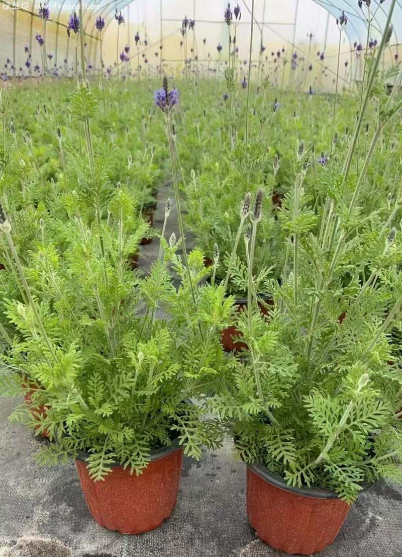 薰衣草盆栽