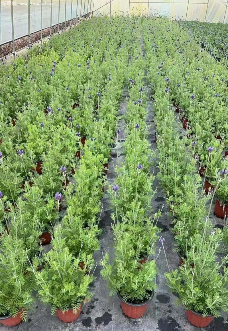 薰衣草盆栽
