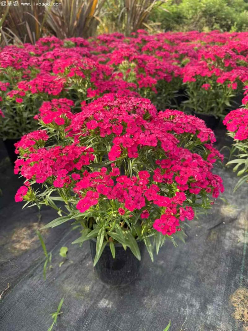 霹靂石竹盆栽