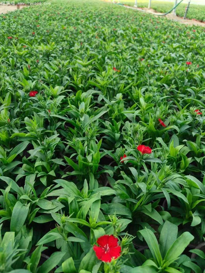 美國(guó)石竹盆栽