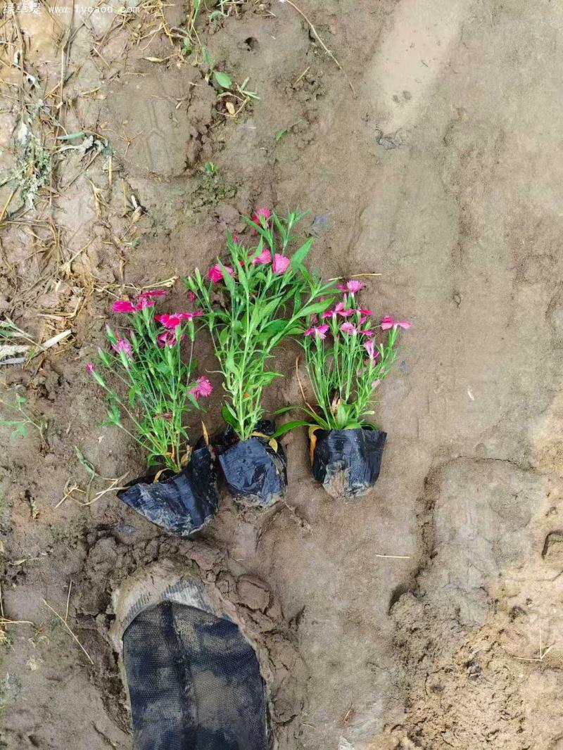 常夏石竹盆栽