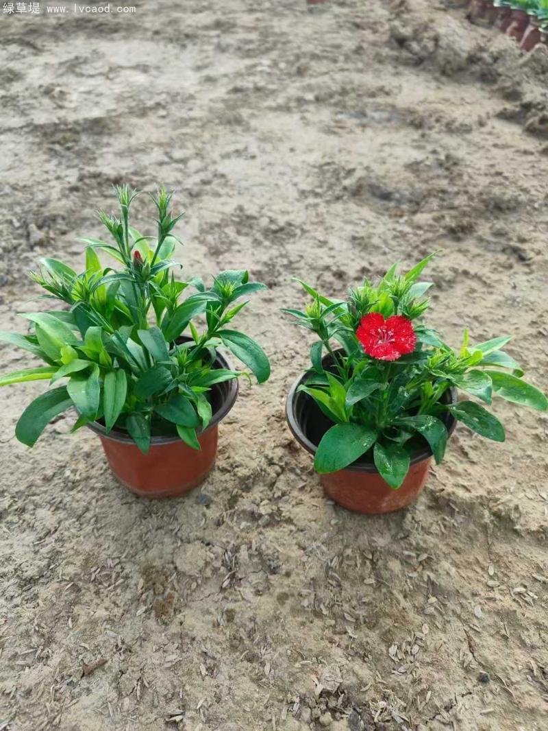 美國(guó)石竹盆栽