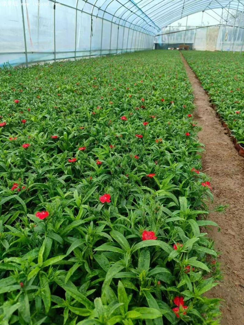 美國(guó)石竹盆栽