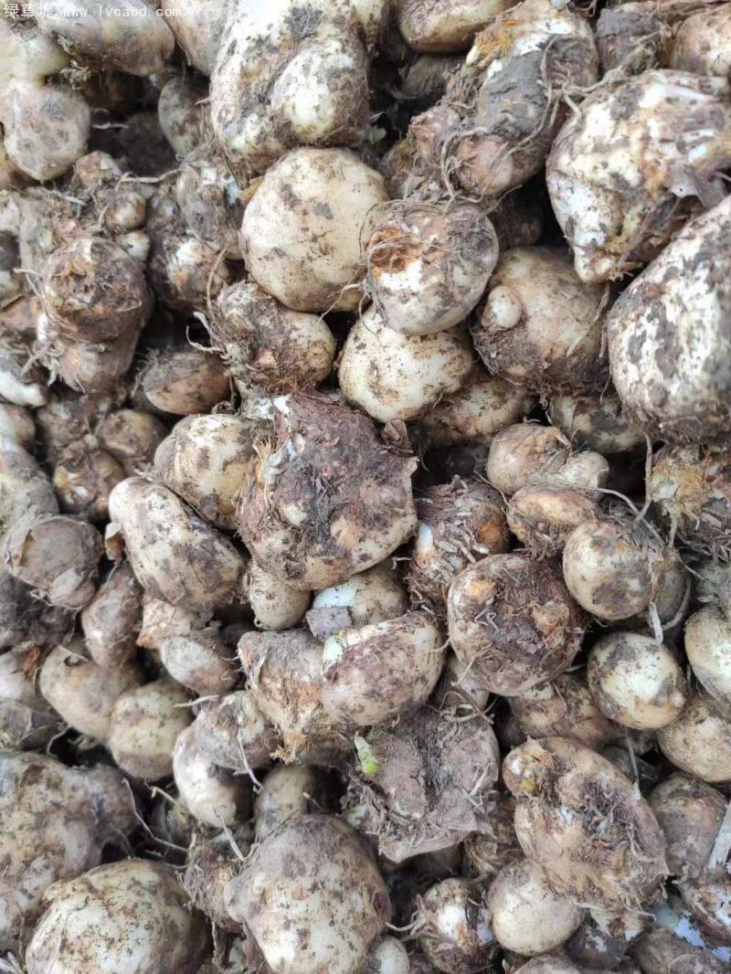 天南星種球根莖