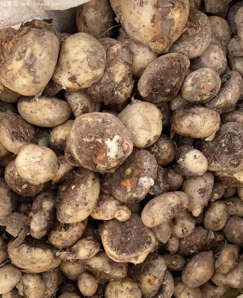 天南星種球根莖