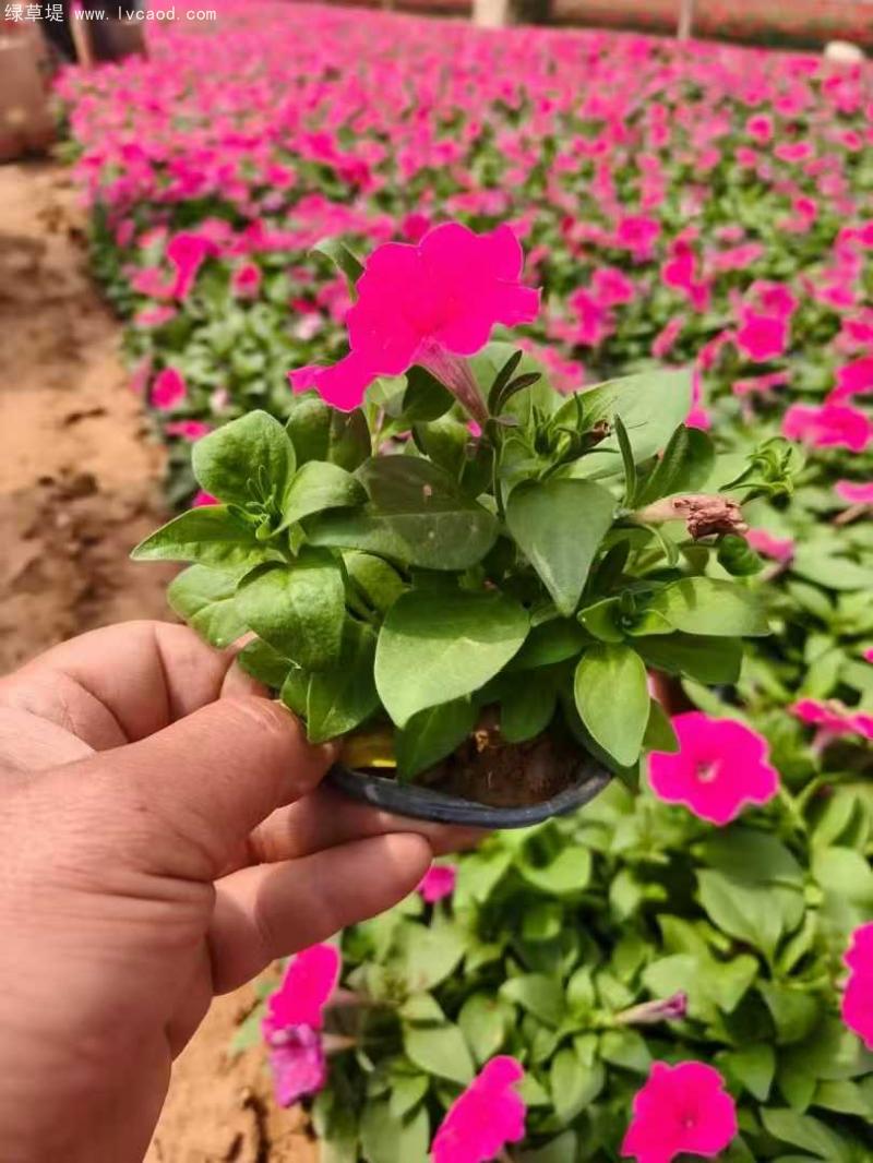 牽?；ㄅ柙?/></p><p style=