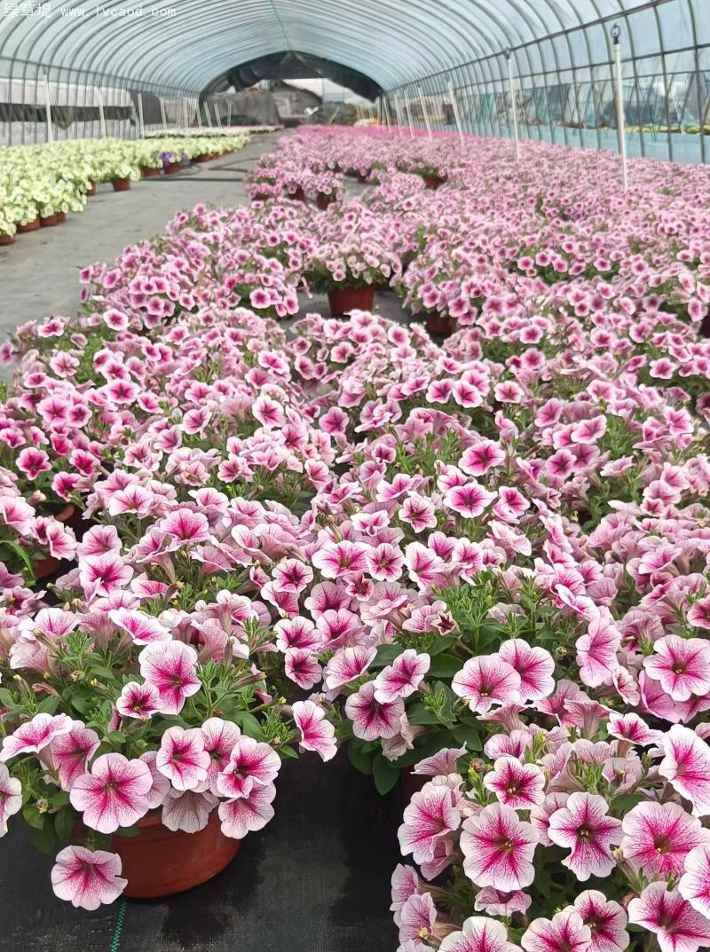 牽?；ㄅ柙?/></p><p style=