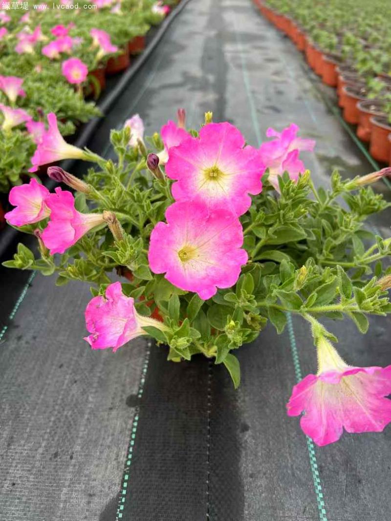 牽?；ㄅ柙?/></p><p style=