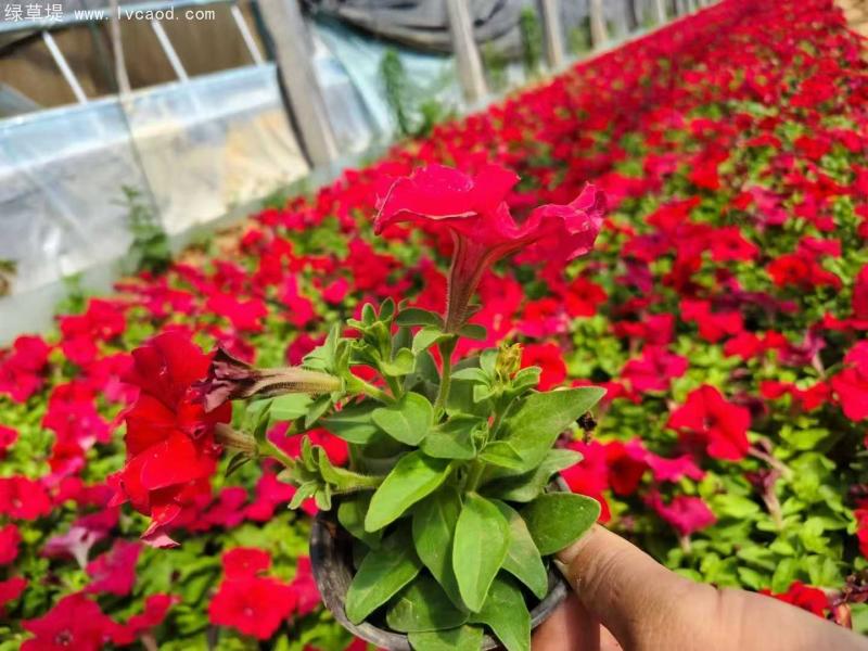 牽?；ㄅ柙?/></p><p style=